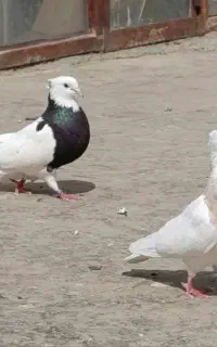 کبوتر