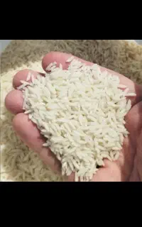 برنج طارم محلی