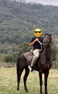 اسب ترکمن