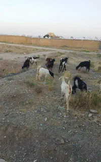 بزغاله چاق و بره نر چاق مخصوص کشتن