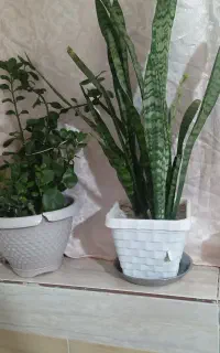 آدرس قوچان  روستای  کهنه فرود