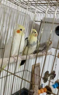 عروس هلندی