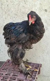 جوجه خروس برهما بلک