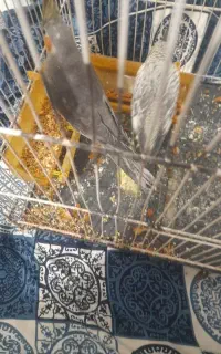 ۲عدد عروس هلندی
