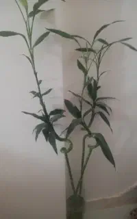 یک عدد خانوم برایه نگداری دخترم