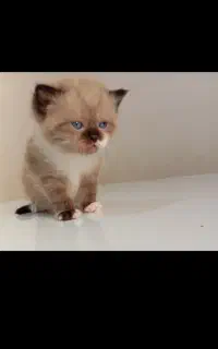 بچه گربه