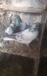 گمشده
