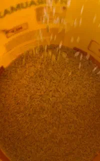 شالیکوبی