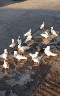 کبوتر