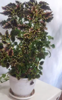گل مخمری