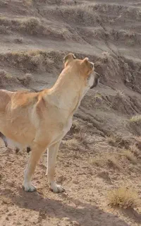 شهرستان چاراویماق