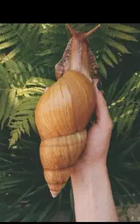 حلزون اسکارگو آلبینو اچاتینا