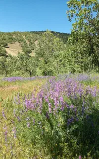 مقدارعلف سبزه درروستای چشمه میران