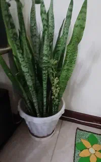 گل سنسوریا با گلدان