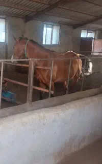 مادیان ۴سال