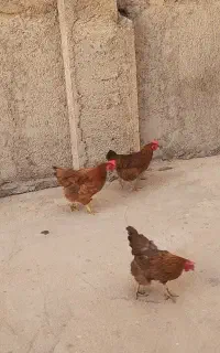 مرغ تخم گذار محلی
