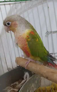 طوطی گرینجیک