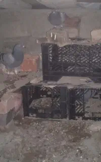کبوتر مسافتی