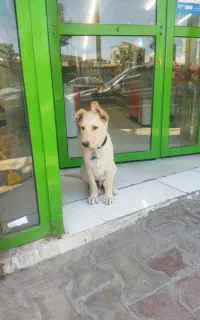 سگ گمشده