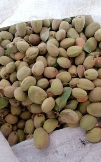 بادام نیمه سنگی ارگانیک