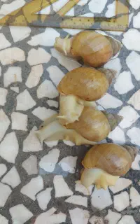 فروش چهار عدد حلزون به همراه مکمل
