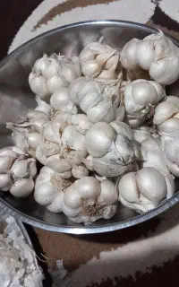 سیر خشک با کفیت