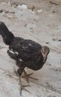 جوجه مرغ وخروس