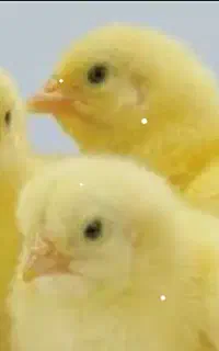 جوجه گوشتی یکروزه نژادراس308