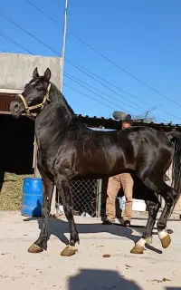 فروش اسب