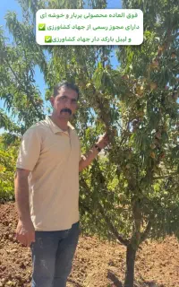 فروش انوع نهال بادام فرانیس و ... صادرات محور