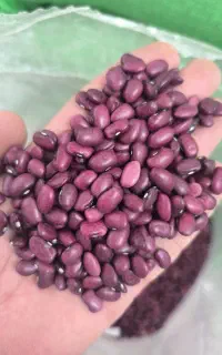 حبوبات