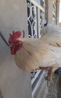 خروس برهما سالم باخروس محلی