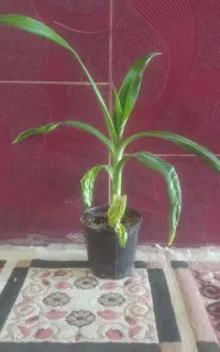 دو عدد گل