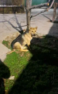 سگ سرابی