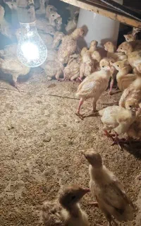 بوقلمون بیوتی سنگین گوشتی
