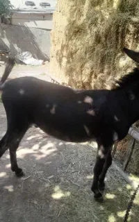 الاغ(خر)گله ای جوان