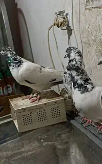 کبوتر کله دم