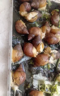 فروش حلزون آلبینو نژاد خوب