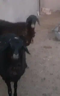 بره ماده