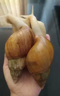 حلز.ون را گران نخرید