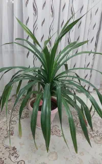 گل پانادانوس