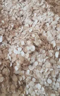 موسیر خشک