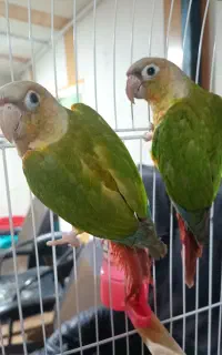 گرینچیک جفت