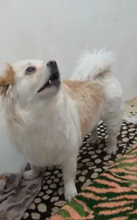 سگ گمشده