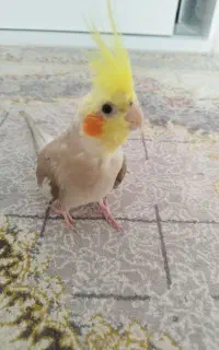 عروس هلندی گمشده