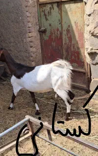۴ راس بز فروشی