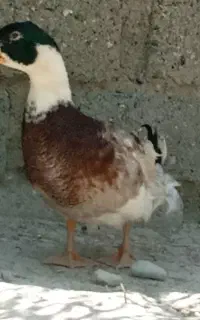 اردک