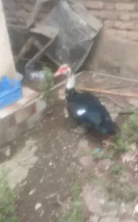 اردک اسرائیلی
