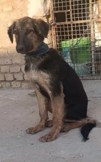 دوتا سگ خوب یه توله نر دو رگ ژرمن و پا کوتاه ماده