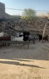 بزغاله